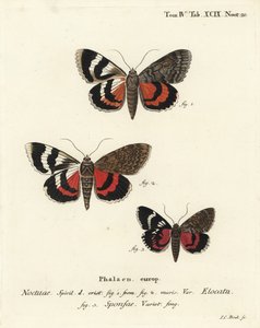 Fransız kırmızı kanat altı, Catocala elocata 1,2 ve koyu koyu kırmızı kanat altı çeşidi, Catocala sponsa 3. Johann Carl Bock tarafından Eugenius Johann Christoph Esper