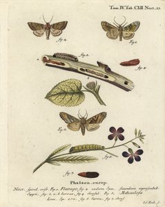 Buzlu portakal güvesi, Gortyna flavago 1,2 ve açı tonları, Phlogophora meticulosa 3-7. Johann Carl Bock tarafından Eugenius Johann Christoph Esper