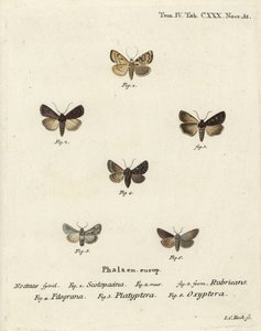 Bahçe dartı, Euxoa nigricans 1-3, Hadena filograna 4, antirrhinum brokar, Calophasia platyptera 5, Simyra nervosa 6. Johann Carl Bock tarafından Eugenius Johann Christoph Esper