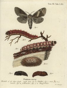 Keçi güvesi, Cossus cossus