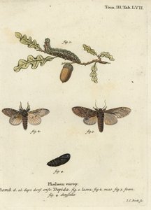 Büyük, belirgin, şüpheli Peridea. by Johann Carl Bock