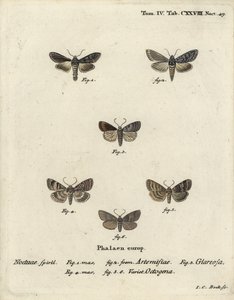 Yeşil gümüş pullu köpekbalığı, Cucullia argentea 1,2, sonbahar rustik, Eugnorisma glareosa 4, seksenli figür, Tethea oküleris 4-6. Eugenius Johann Christoph Esper