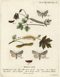 Gri chi, Antitype chi 1 ve çınar güvesi, Acronicta aceris 2-7. Johann Carl Bock tarafından Eugenius Johann Christoph Esper