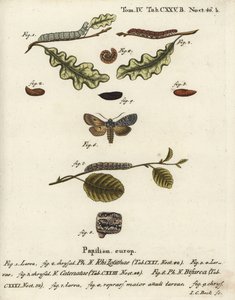 Gri omuz düğümü, Lithophane ornithopus 1,2, farbalalı kestane, Agrochola helvola 3-5, konformist, Lithophane furcifera 6-9. Eugenius Johann Christoph Esper