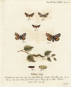 El hizmetçisi güvesi, Dysauxes ancilla 1-3 ve turuncu kanat altı, Archieris parthenias 4-8. Johann Carl Bock tarafından Eugenius Johann Christoph Esper