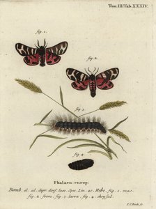Hebe kaplan güvesi, Arctia festiva. by Johann Carl Bock