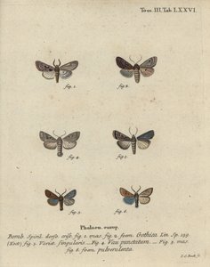 İbranice karakter, siyah nokta kestanesi, küçük quaker güvesi vb. by Johann Carl Bock