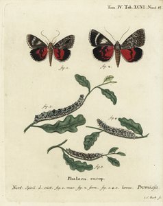 Açık kırmızı kanat altı güvesi, Catocala promissa. Johann Carl Bock tarafından Eugenius Johann Christoph Esper