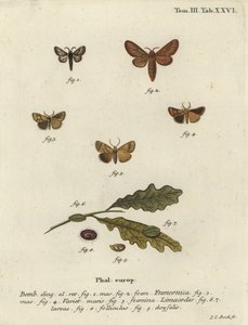Malacosoma franconicum güvesi ve festoon, Apoda limacodes. by Johann Carl Bock
