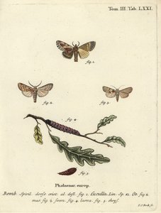 Akçaağaç belirgin ve kalp güvesi. by Johann Carl Bock
