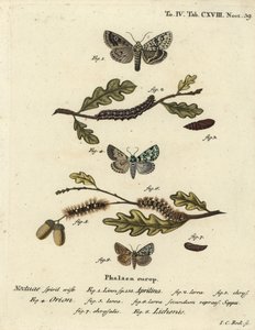 Merveille du jour, Dichonia aprilina 1-4, kıt merveille du jour, Moma alpium 5-7 ve mermer yeşili, Cryphia muralis 8. Abbildungen nach