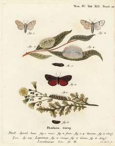 Miller güvesi, Acronicta leporina 1-5 ve zinober güvesi, Tyria jacobaeae 6-8. Johann Carl Bock tarafından Eugenius Johann Christoph Esper