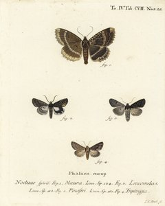 Yaşlı kadın veya siyah kanat altı, Mormo maura 1, doğu simyacısı, Aedia leucomelas 2 ve Dypterygia scabriuscula 3,4. Johann Carl Bock tarafından Eugenius Johann Christoph Esper