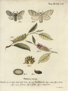 Soluk tussock, Calliteara pudibunda. by Johann Carl Bock