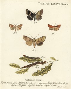 Yolcu güvesi, Dysgonia algira 1, dun-bar, Cosmia trapezina 2-3, çift ok veya kahin, Graphiphora augur 4, larva 5-6. Eugenius Johann Christoph Esper