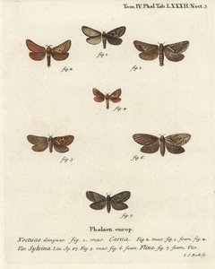 Pharmacis carna 2-4, orange swift, Triodia sylvina 5,6 ve gold swift, Phymatopus hecta 7. Johann Carl Bock tarafından Eugenius Johann Christoph Esper
