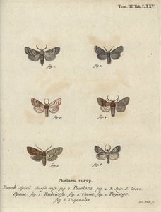 Toz quaker, kırmızı kestane, tuğla güvesi vb. by Johann Carl Bock