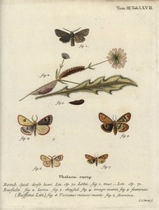Kırmızı çizgili quaker, bulutlu devetüyü ve farbalalı kestane. by Johann Carl Bock