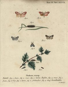 Pembe uşak ve kısa pelerinli güve. by Johann Carl Bock
