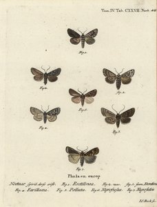 Sakson güvesi, Hyppa rectilinea 1, makas güvesi, Hada plebeja 2,3, bataklık hançeri, Acronicta strigosa 4, kahverengi noktalı pinyon, Agrochola litura 5, beyaz çizgili dart, Euxoa nigrofusca 6, Opigena polygona 7. Johann tarafından elle renklendirilmiş bak by Johann Carl Bock