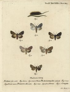 Kıt hançer, Acronicta auricoma 1-3, çınar güvesi, Acronicta aceris, hindistan cevizi güvesi 4,5, Hadula trifolii 6 ve çeşitli taç, Hadena compta 7. Johann Carl Bock tarafından Eugenius Johann Christoph Esper