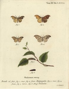 Kıt kanca ucu ve çakıl kanca ucu. by Johann Carl Bock