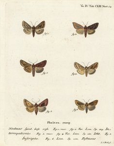 Kıt gümüş Y, Syngrapha interrogationis 1,2, sade altın Y, Autographa jota 3-5, altın nokta, Plusia festucae 6. Johann Carl Bock tarafından Eugenius Johann Christoph Esper