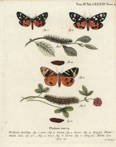 Kızıl kaplan güvesi, Callimorpha dominula 1-4 ve Jersey kaplan güvesi, Euplagia quadripunctaria 5-7. Johann Carl Bock tarafından Eugenius Johann Christoph Esper