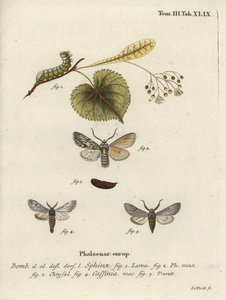 Yayılan güve, Asteroscopus sfenks. by Johann Carl Bock