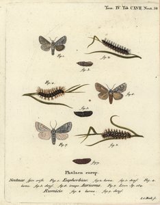 Tatlı fırtına güvesi, Acronicta euphorbiae 1-5, kıt hançer, Acronicta auricoma 6 ve düğümlü ot güvesi, Acronicta rumicis 7-9. Eugenius Johann Christoph Esper