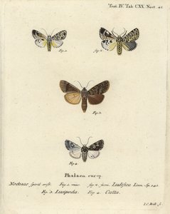 Trichosea ludifica 1,2, güney rustik, Rhyacia lucipeta 3 ve Lamprosticta culta 4. Johann Carl Bock tarafından Eugenius Johann Christoph Esper