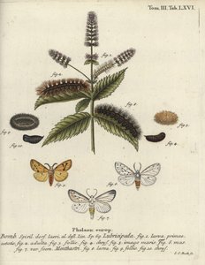 Beyaz ermin, Spilosoma lubricipeda. by Johann Carl Bock