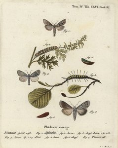Pelin güvesi, Cucullia absinthii 1-3, kızılağaç güvesi, Acronicta alni 4-6 ve Cucullia tanaceti 7. Johann Carl Bock tarafından Eugenius Johann Christoph Esper