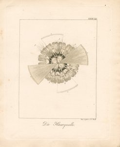  by Johann Christoph Bock