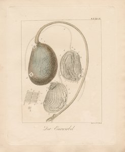  by Johann Christoph Bock