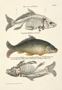  by Johann Daniel Meyer