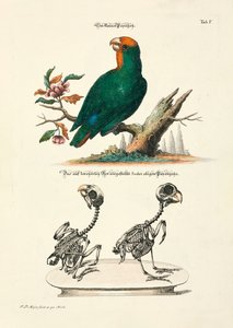  by Johann Daniel Meyer