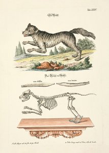  by Johann Daniel Meyer