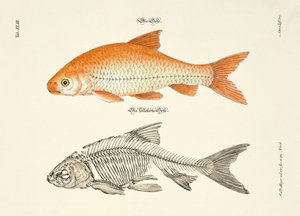  by Johann Daniel Meyer