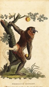 Uzun burunlu maymun, Nasalis larvatus. Nesli tükenmekte. ,1800 (gravür) by Johann Eberhard Ihle