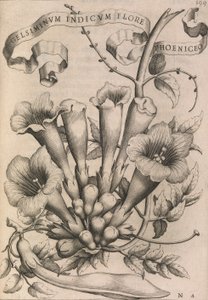 Gelsiminvm indicum phoeniceum çiçeği, 1633 by Johann Friedrich Greuter