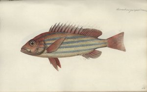 Lutjanus quinquelineatus, 1790