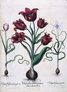 Laleler, 1613