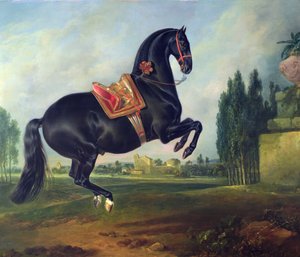 Courbette