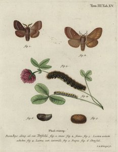 Çim yumurtası, Lasiocampa trifolii. by Johann Georg Klinger