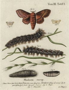 Müslin uşak ve meşe yumurta güveleri. by Johann Georg Klinger