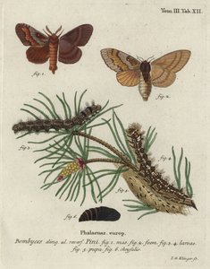 Çam ağacı lappet, Dendrolimus pini.