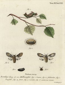 Tawny belirgin güve, Harpyia milhauseri. by Johann Georg Klinger