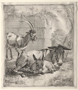 Keçi ve Eşekler by Johann Heinrich Roos