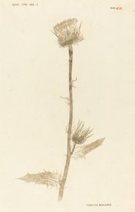 Maarian Carduus by Johann Hieronymus Kniphof